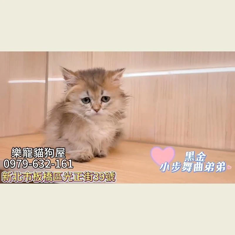 黑金小步舞曲弟弟,小步舞曲