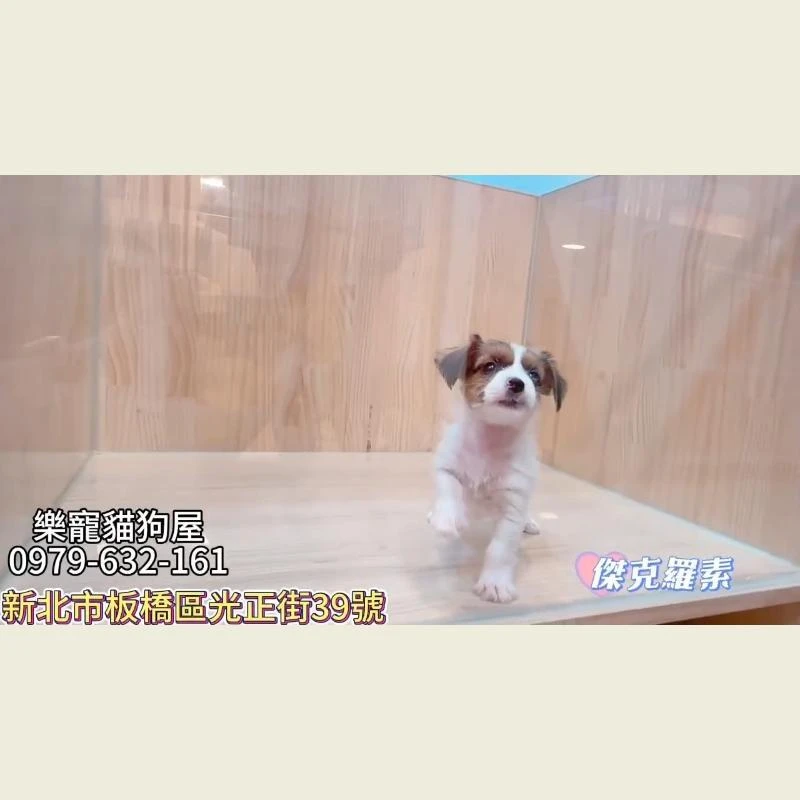 傑克羅素