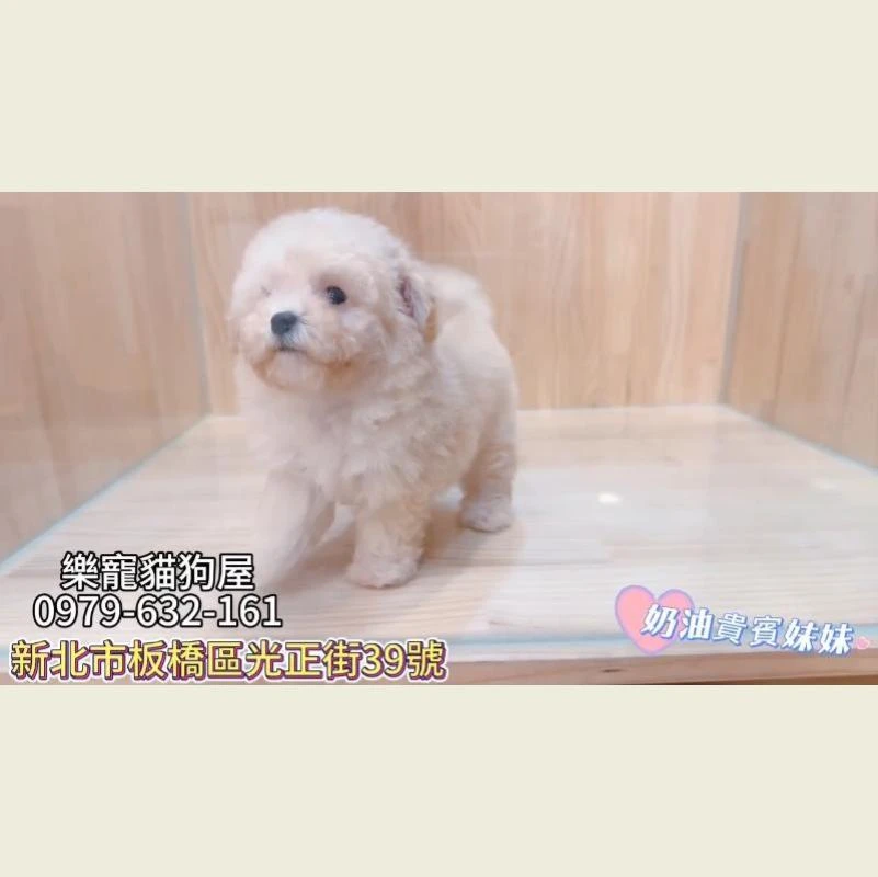 奶油貴賓妹妹,貴賓