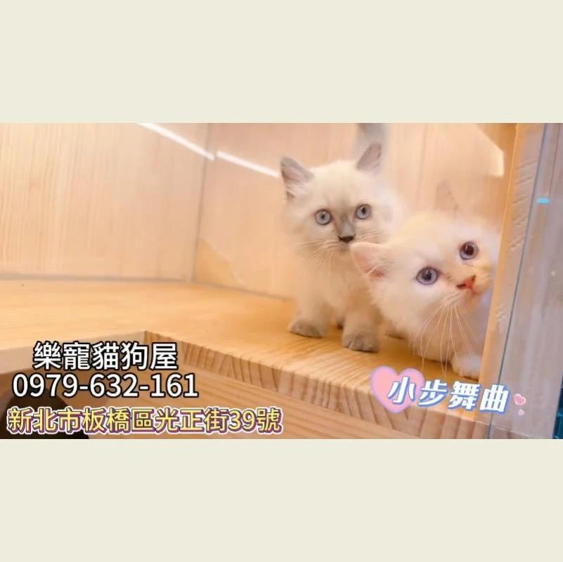小步舞曲