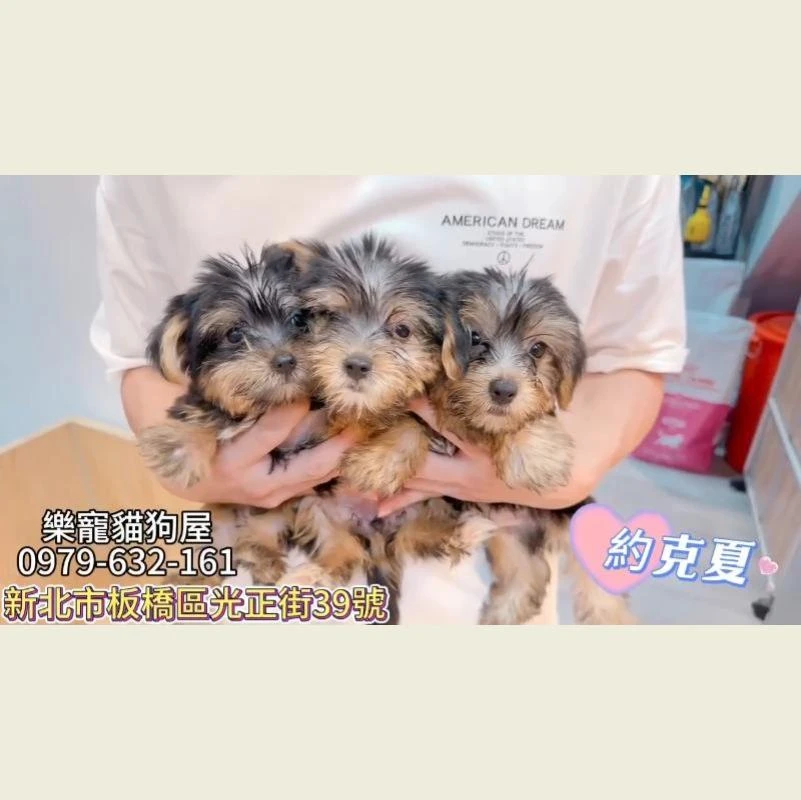 約克夏