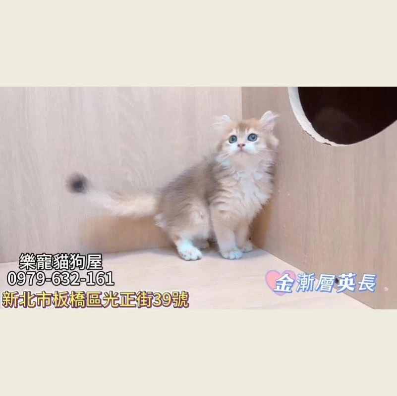 金漸層英長