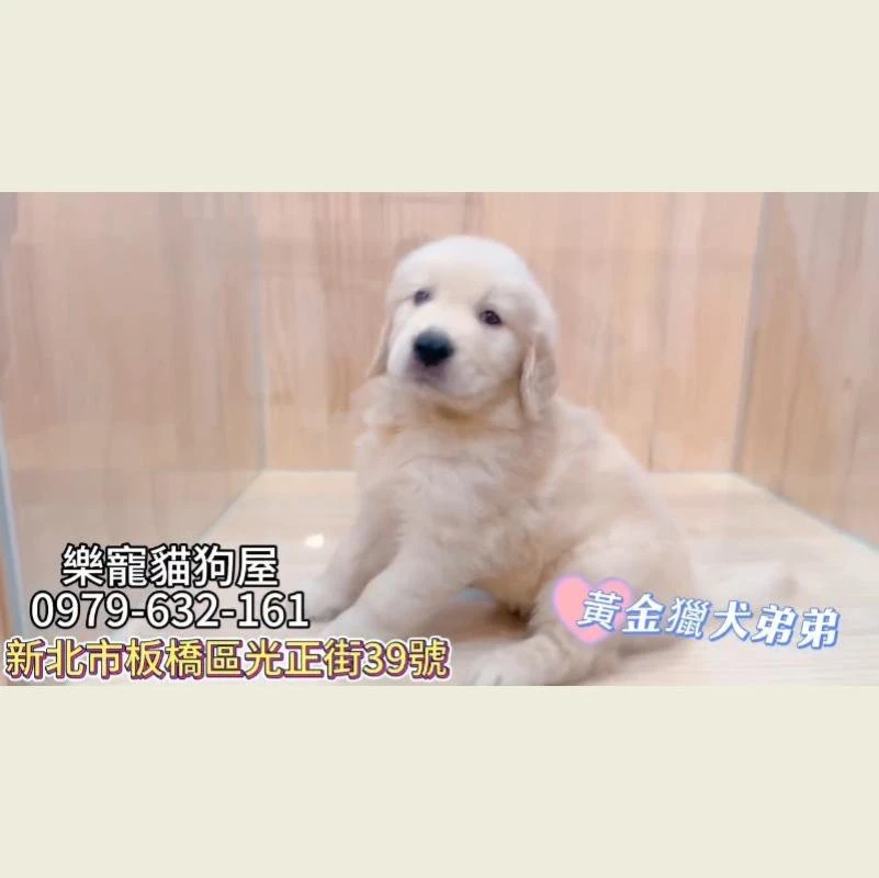 黃金獵犬弟弟,黃金獵犬