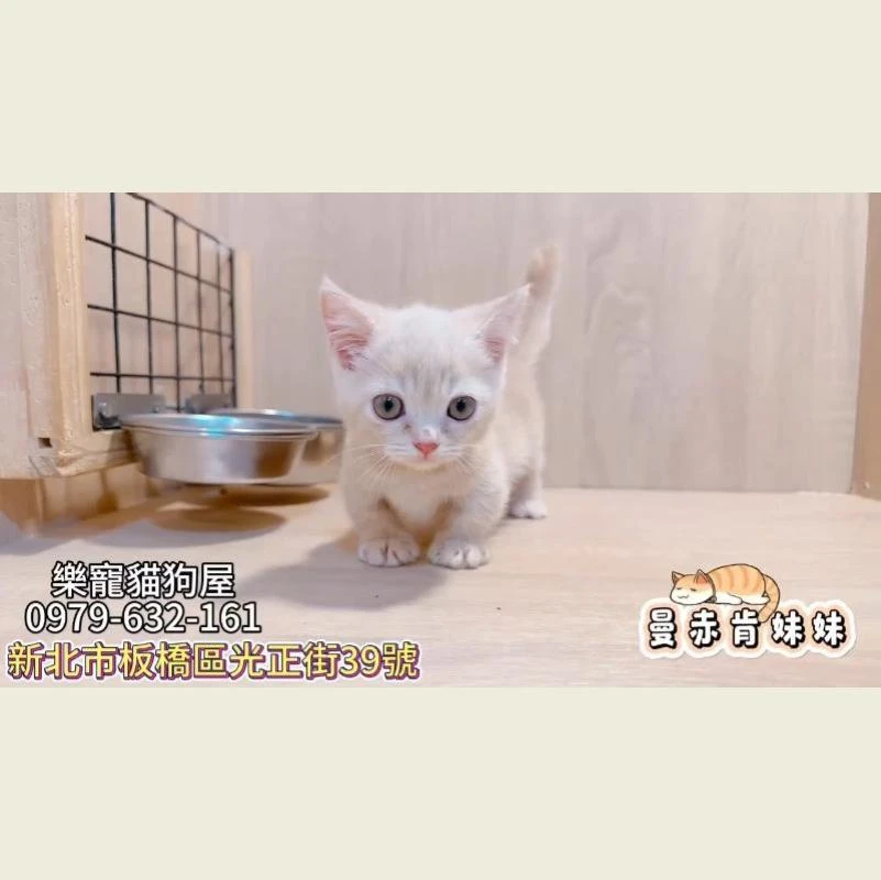 曼赤肯妹妹,曼赤肯