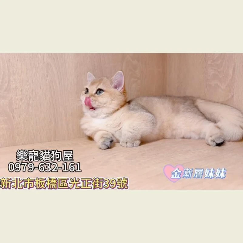 金漸層妹妹