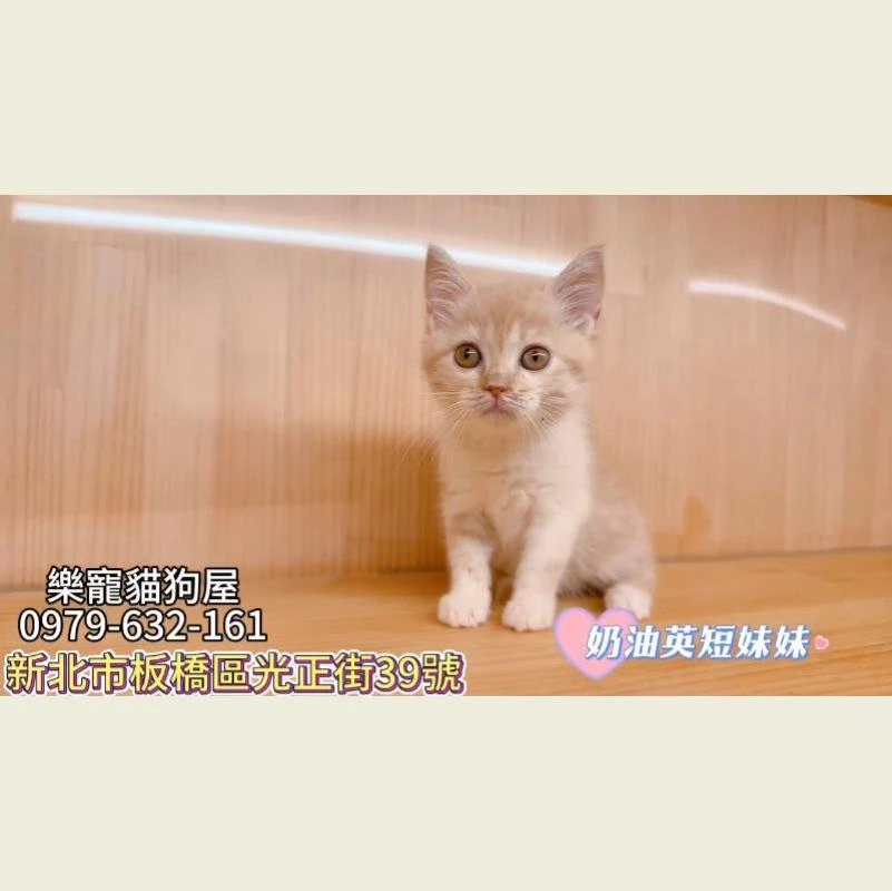 奶油英短妹妹