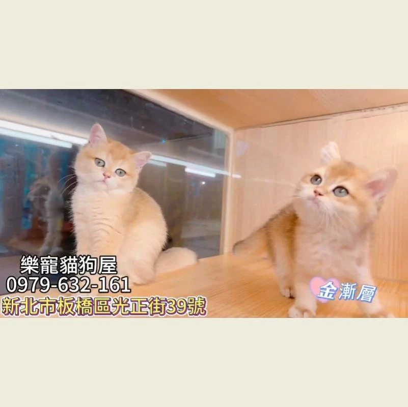 金漸層