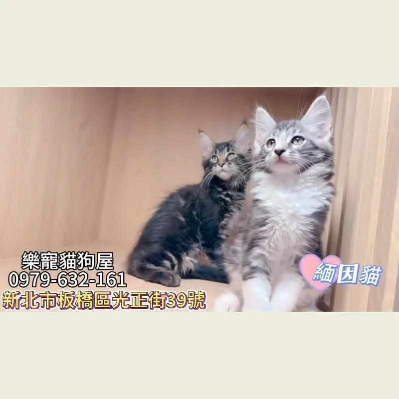 緬因貓