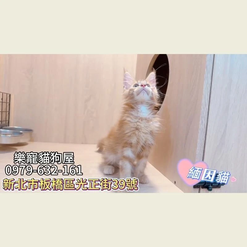 緬因貓