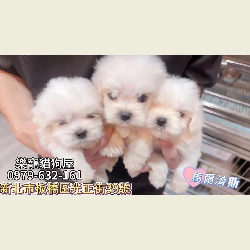 馬爾濟斯