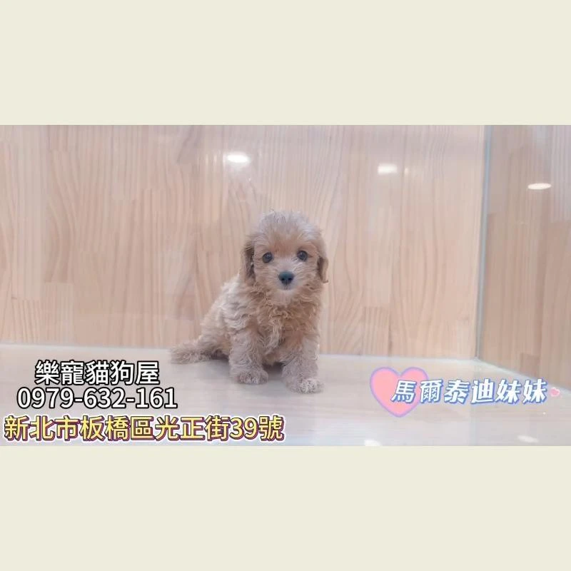 馬爾泰迪妹妹,馬爾泰迪