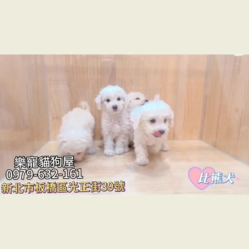 比熊犬
