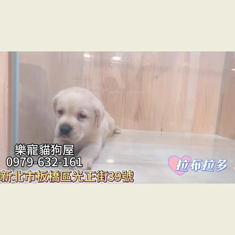 拉不拉多