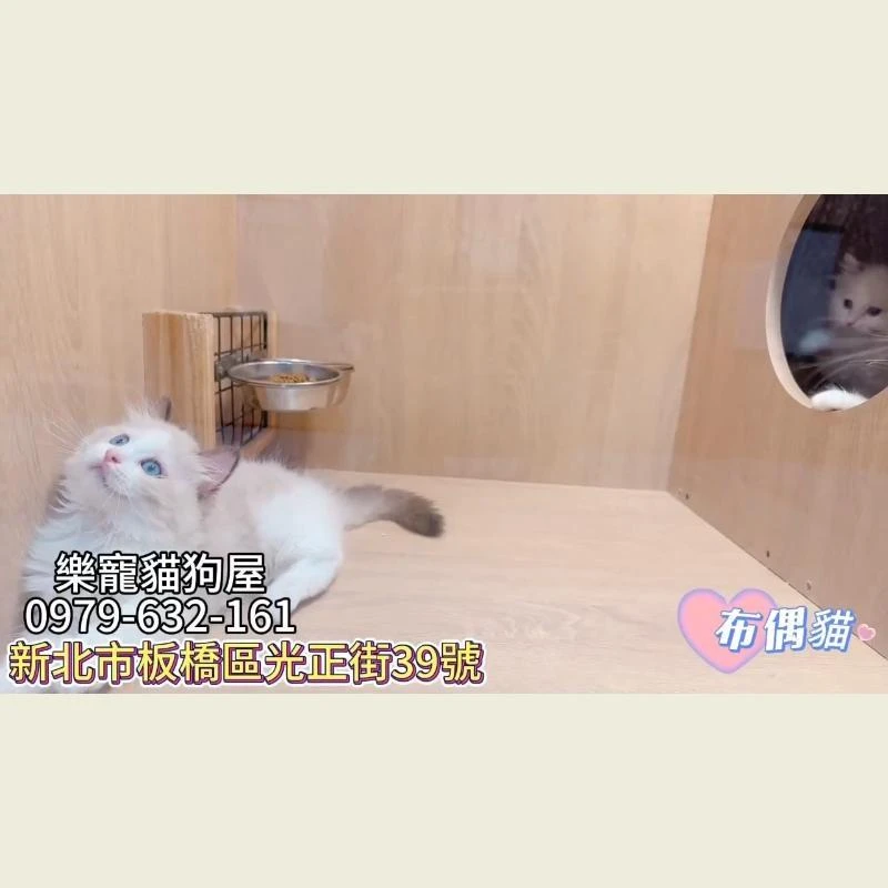 布偶貓