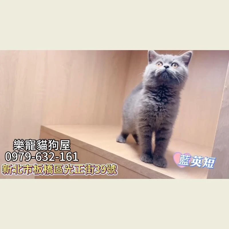藍英短