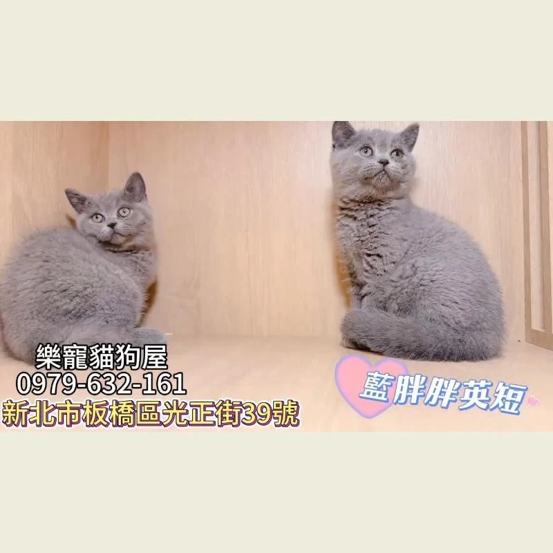 藍胖胖英短