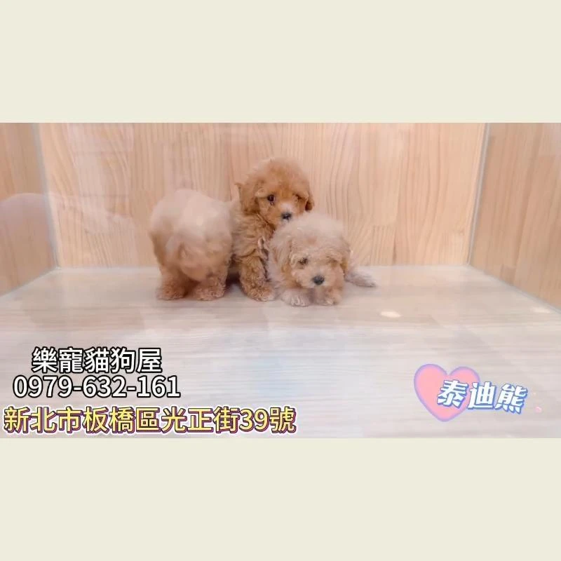 泰迪熊