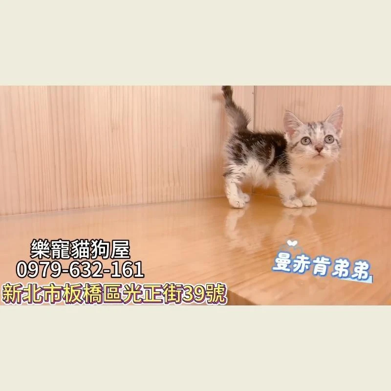 曼赤肯弟弟