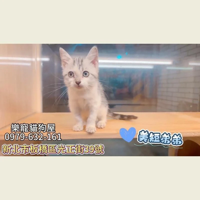 美短弟弟