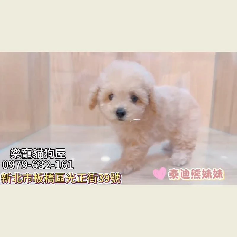 泰迪熊妹妹