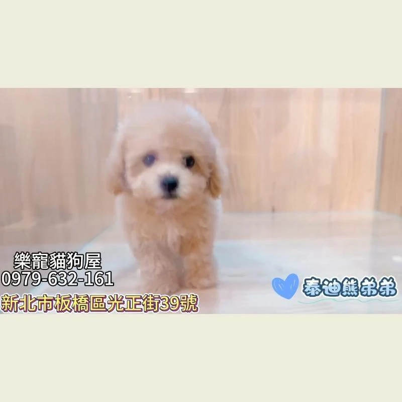泰迪熊弟弟