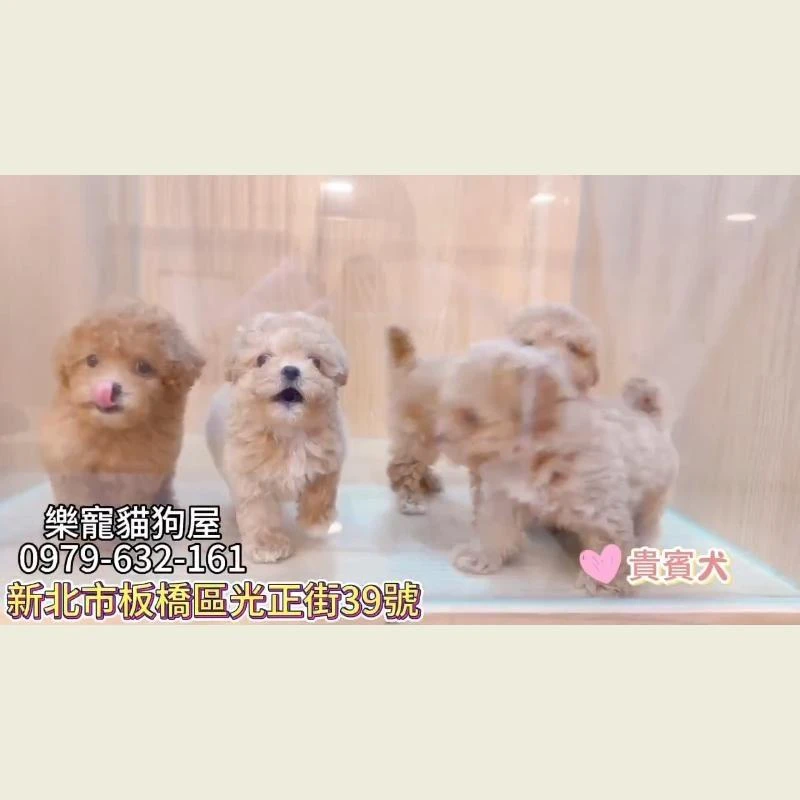 貴賓犬