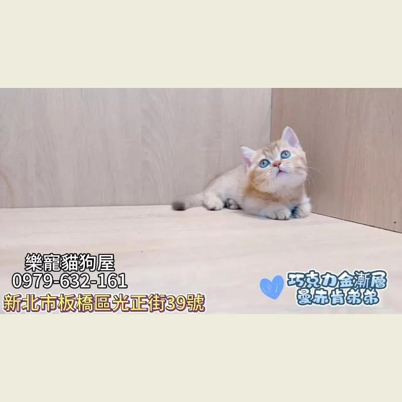巧克力金漸層,曼赤肯弟弟