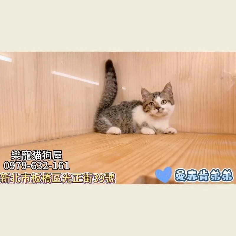 曼赤肯弟弟