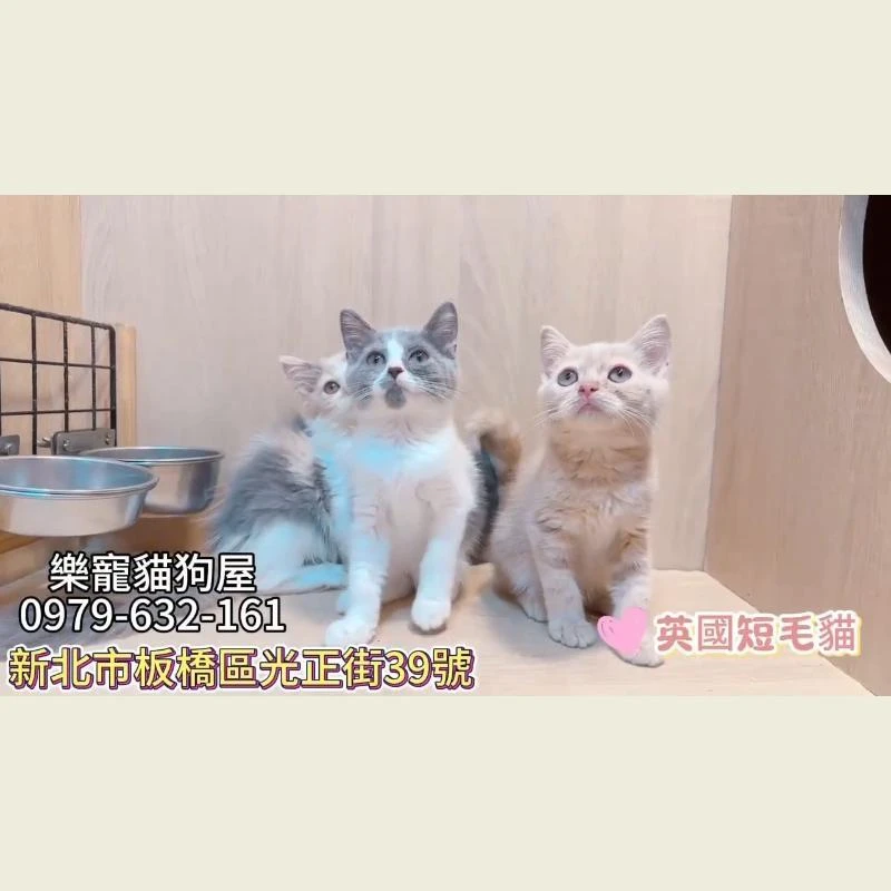 英國短毛貓,英短
