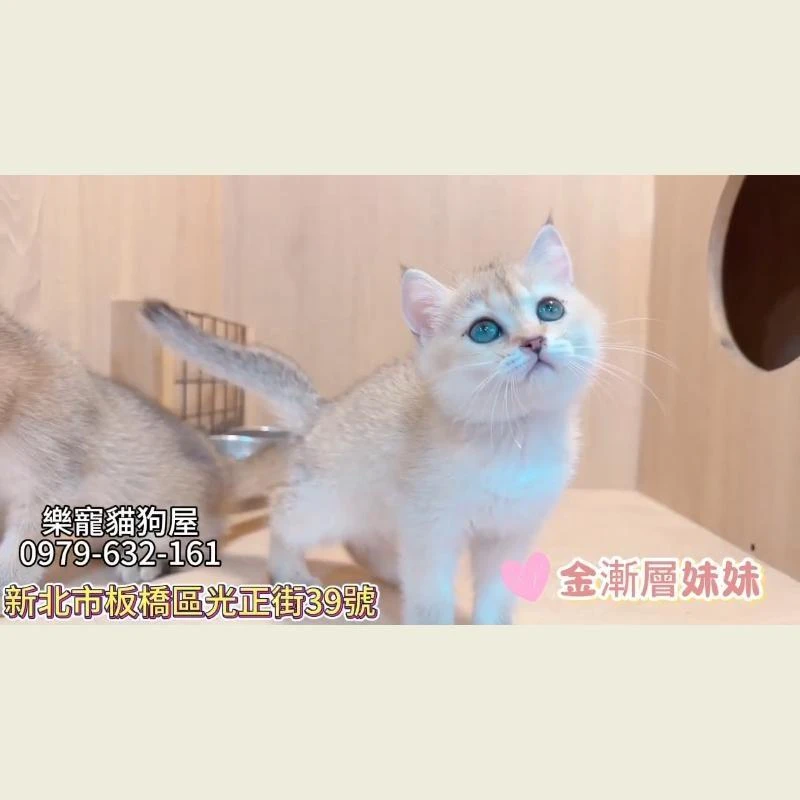 金漸層妹妹