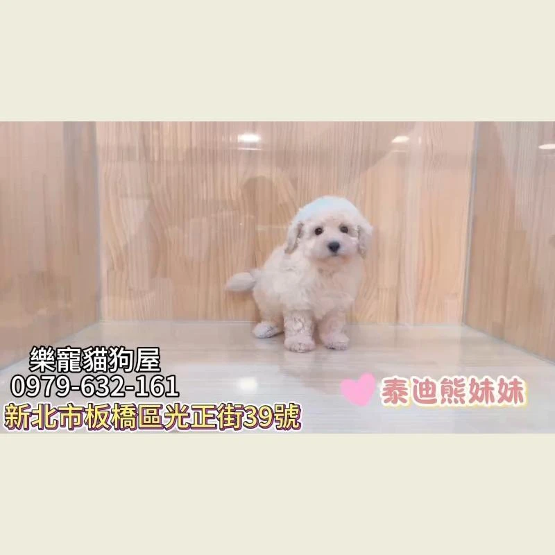 泰迪熊妹妹