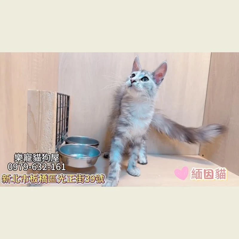 緬因貓
