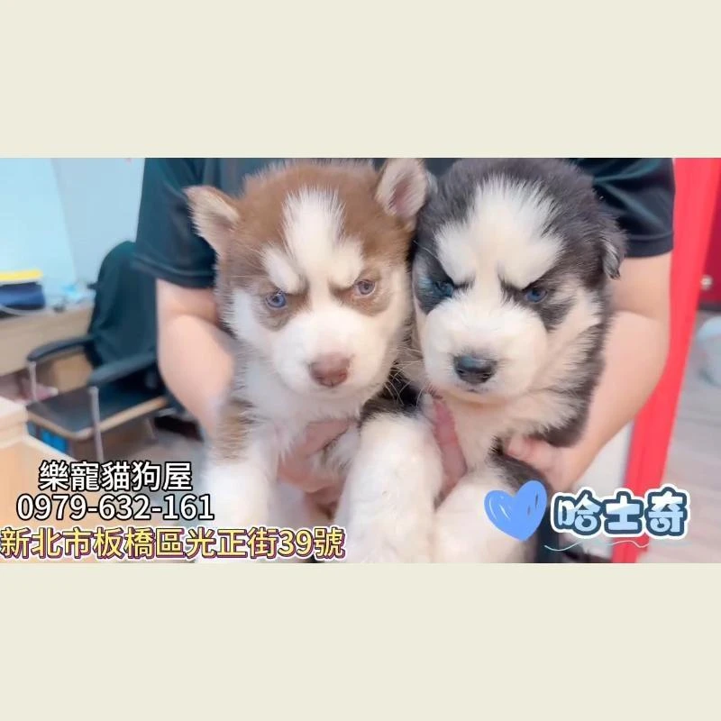 哈士奇