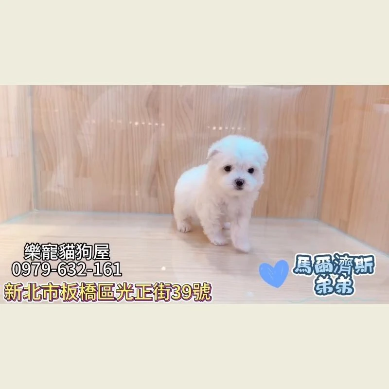 馬爾濟斯弟弟