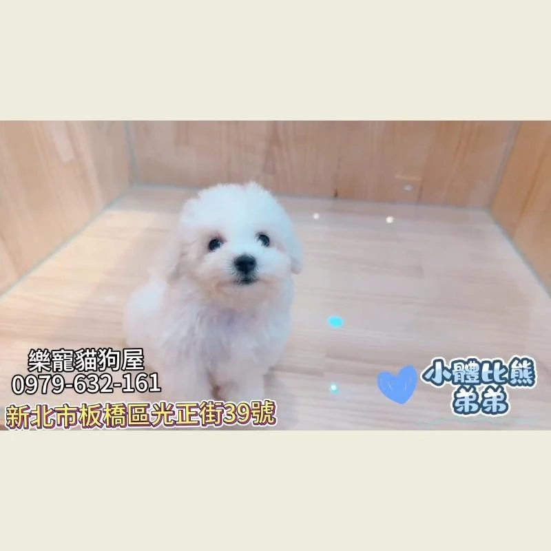 小體比熊弟弟