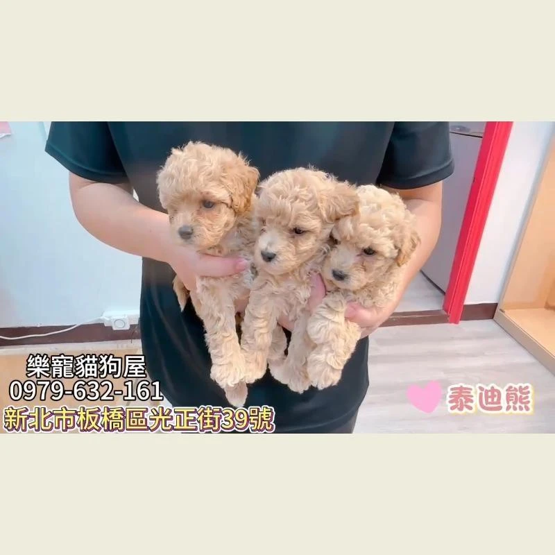 泰迪熊