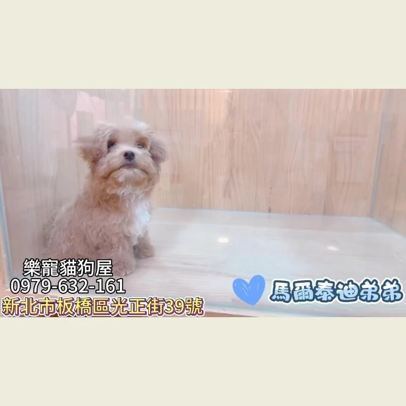 馬爾泰迪弟弟