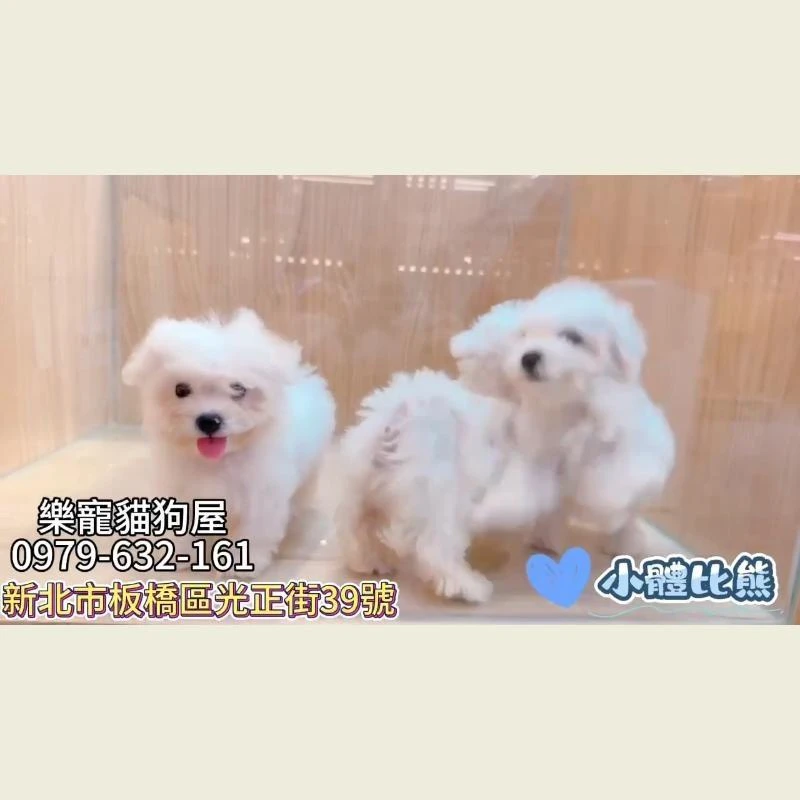 小體比熊,比熊