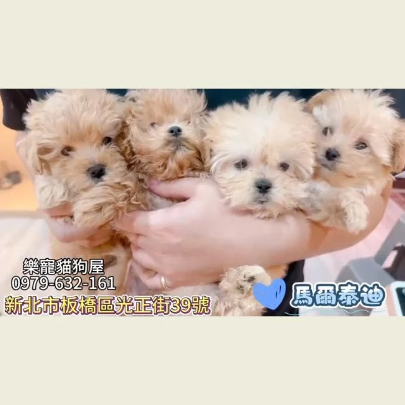 馬爾泰迪