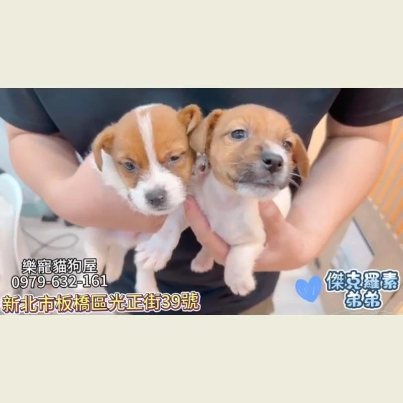 傑克羅素弟弟