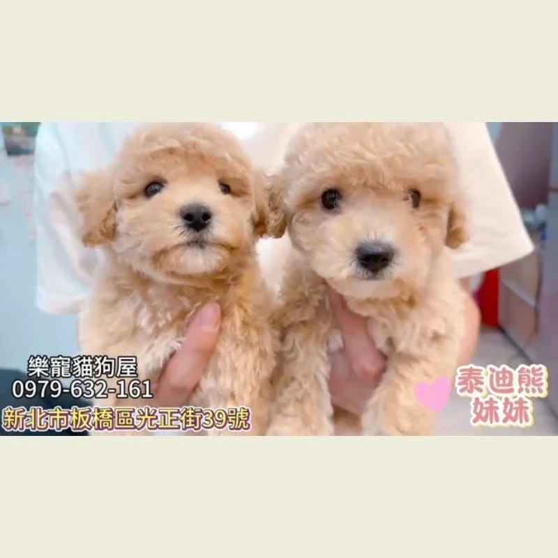  泰迪熊妹妹