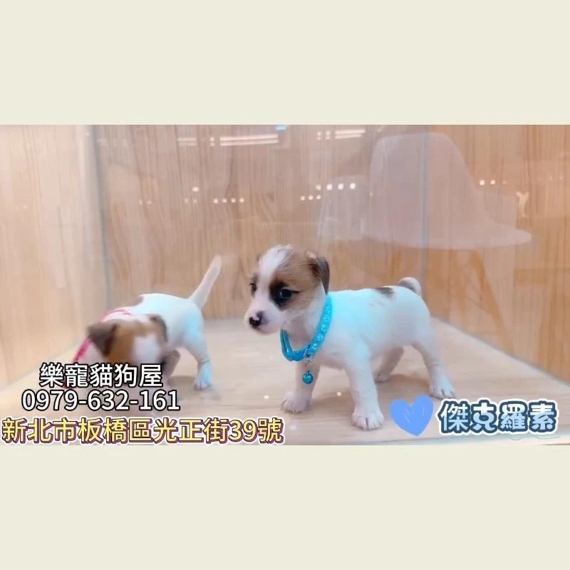 傑克羅素