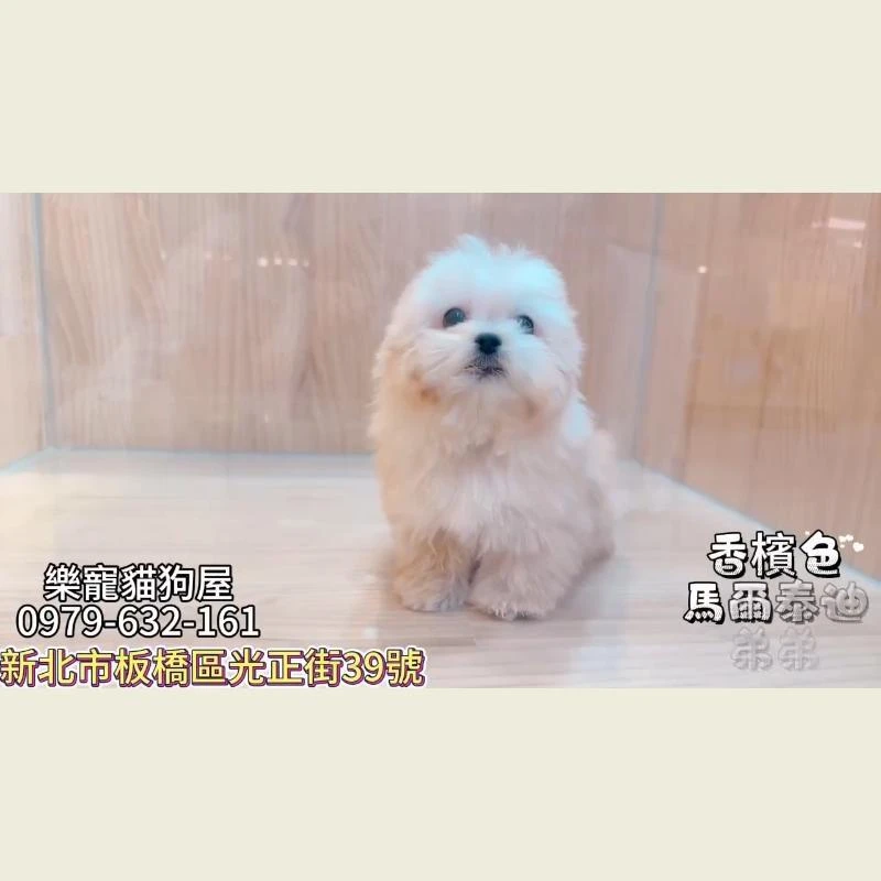 香檳色馬爾泰迪弟弟