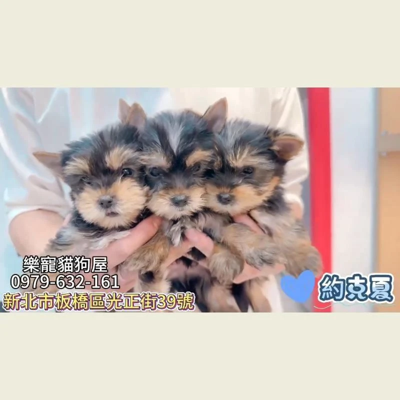 約克夏