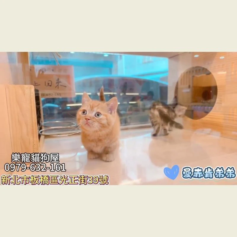 曼赤肯弟弟,曼赤肯