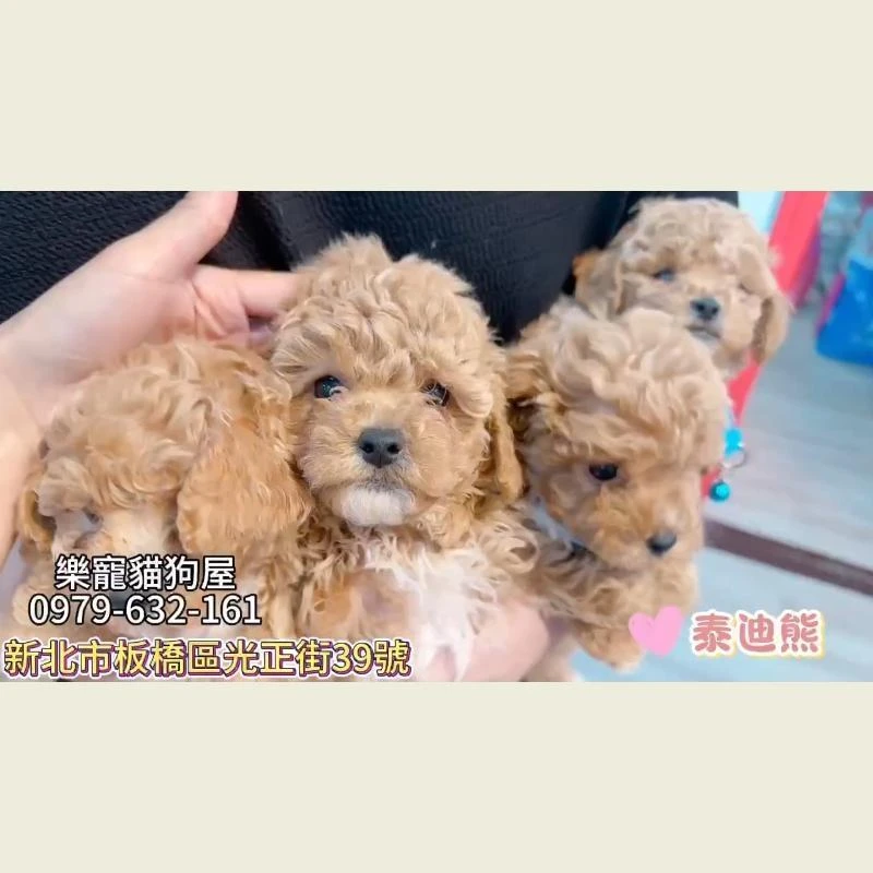 泰迪熊