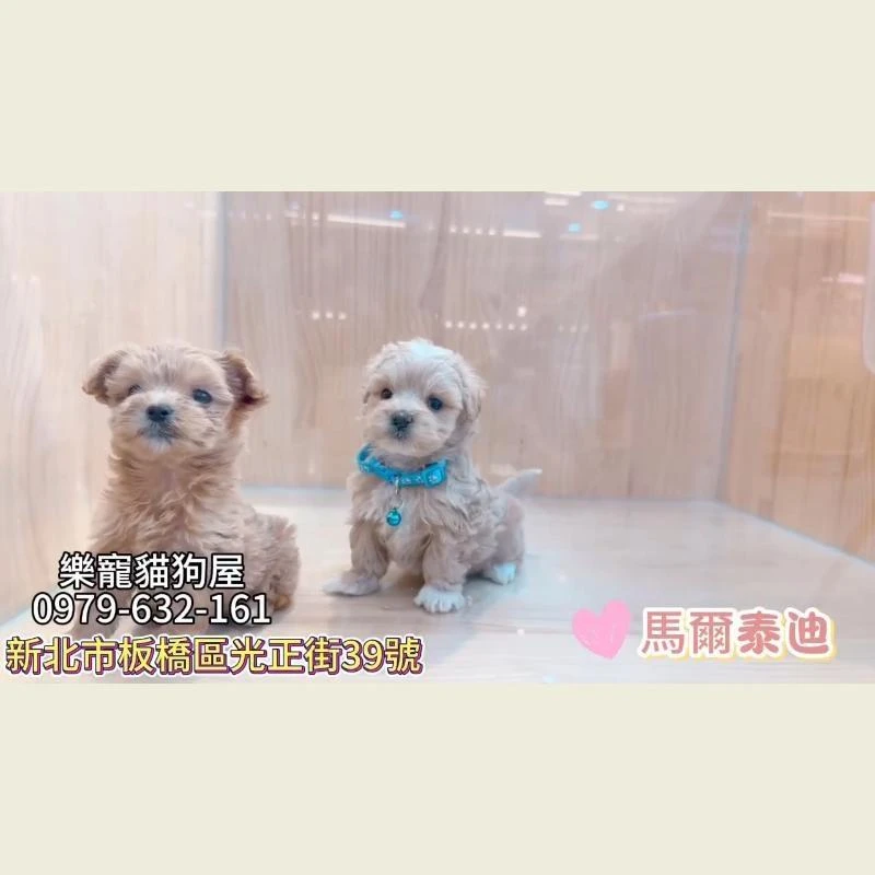 馬爾泰迪