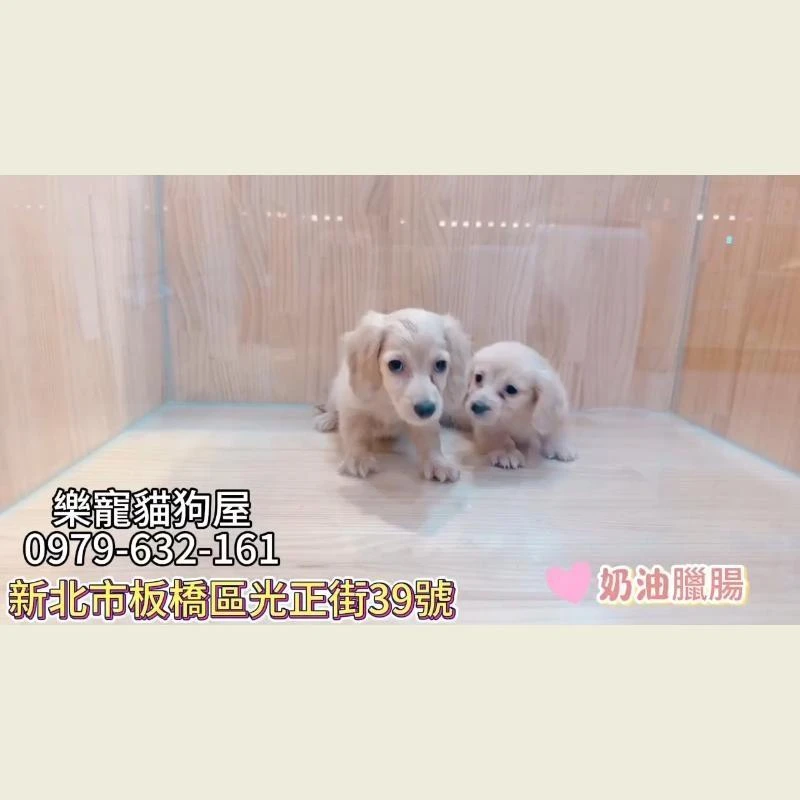 奶油臘腸