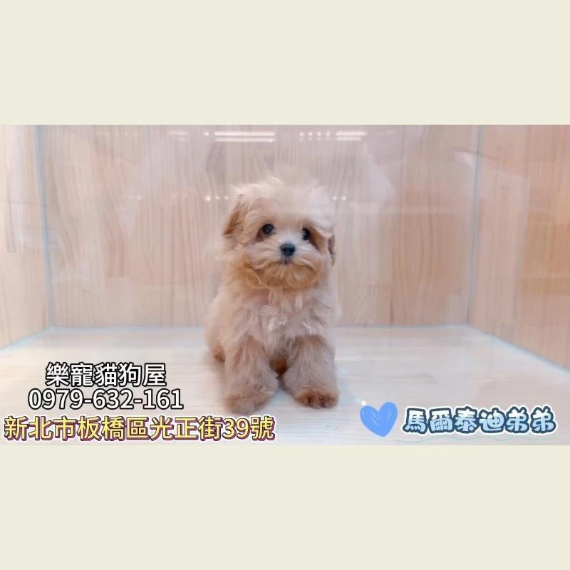 馬爾泰迪弟弟
