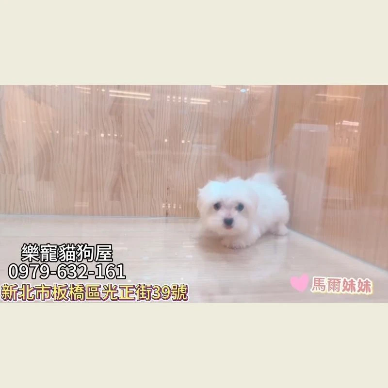 馬爾妹妹